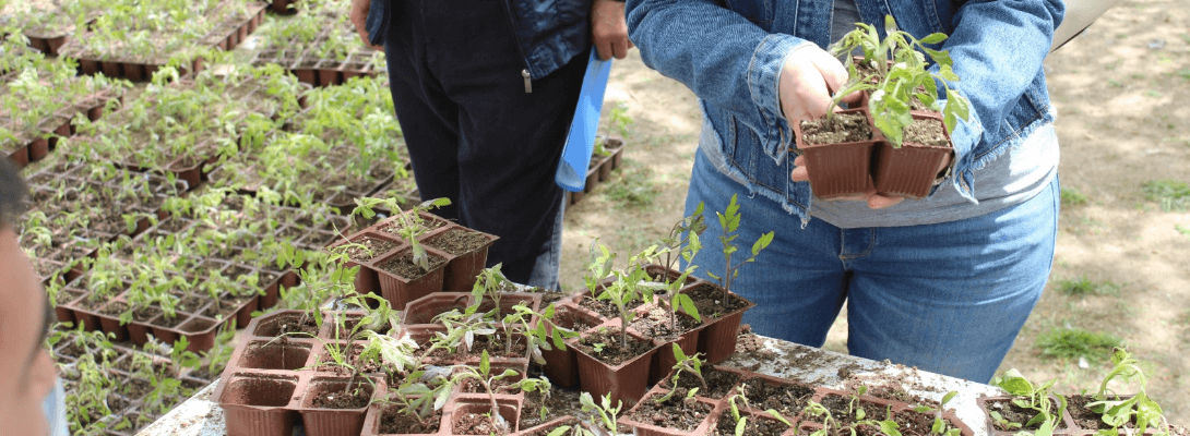 Fide Dağıtımları Başladı