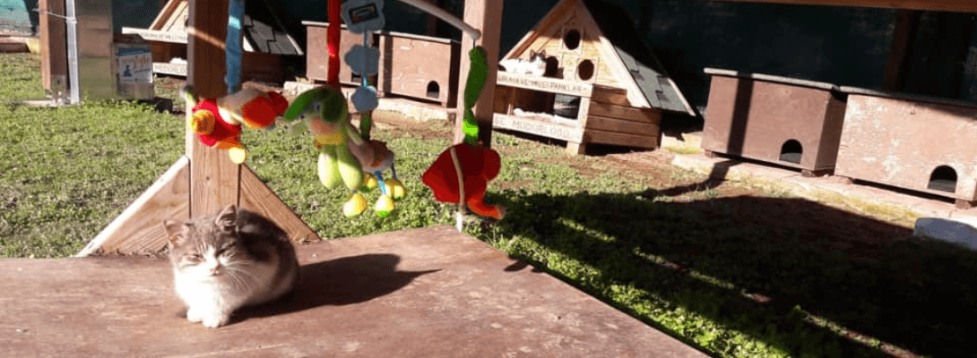 Can Dostlarımız İçin Çalışmaya Devam…