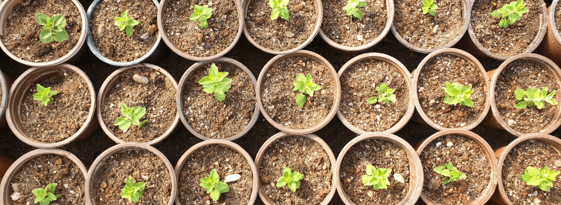 Bitkisel Üretim Çalışmaları Hızla Sürüyor