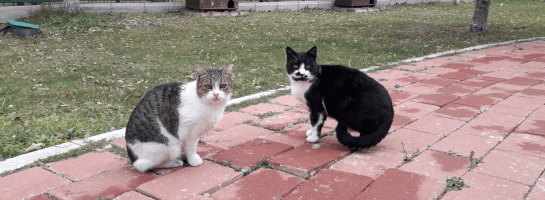 Kedi Köyü Sakinleri Sağlık Kontrolünden Geçti