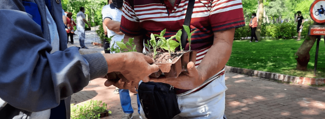 Biber ve Patlıcan Fideleri Kentliler İle Buluşturuldu